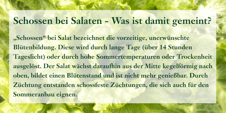 Schossen“ bei Salat bezeichnet die vorzeitige, unerwünschte Blütenbildung. Diese wird durch lange Tage (über 14 Stunden Tageslicht) oder durch hohe Sommertemperaturen oder Trockenheit ausgelöst.