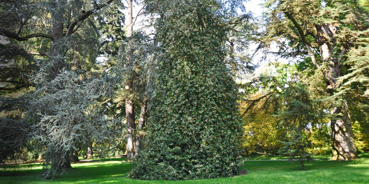 Baum des Jahres 2021 - Ilex im Arboretum auf der Insel Mainau