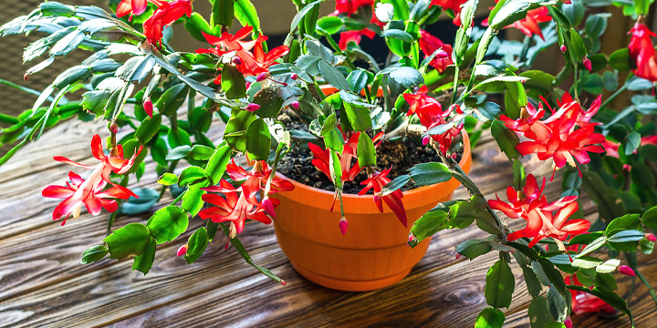 Schlumbergera, Weihnachtskaktus als Zimmerpflanze