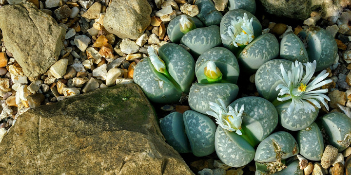 Lithops in Blüte